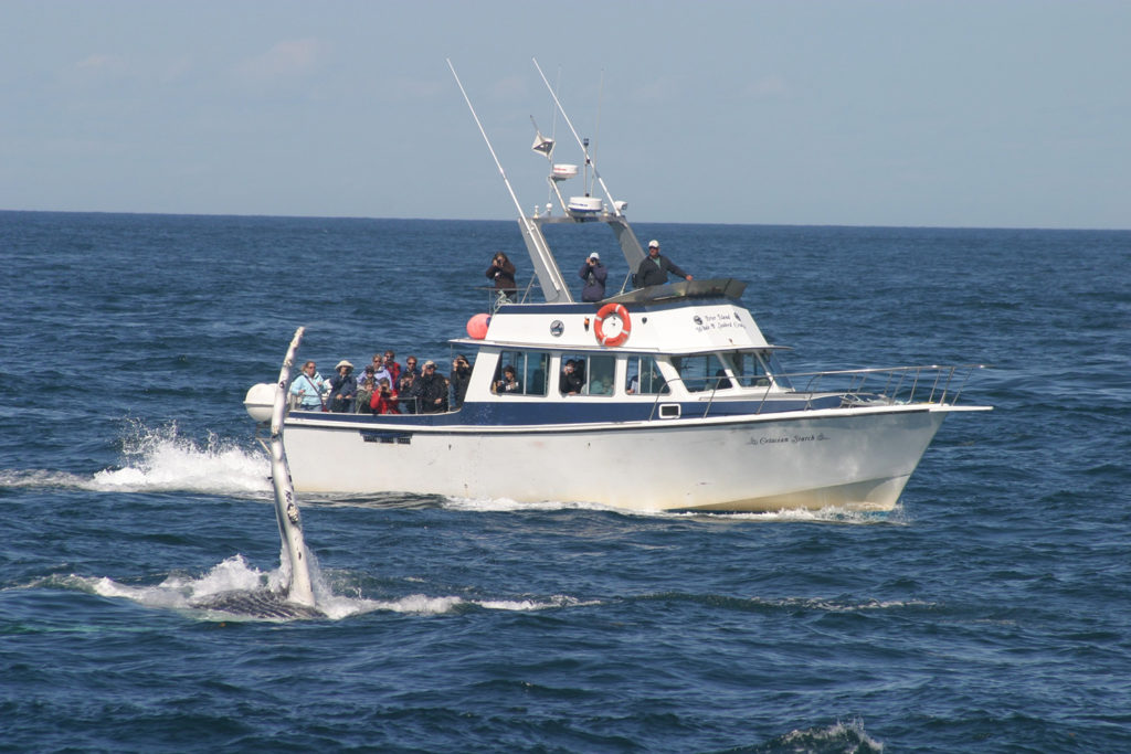 pictou island custom charters